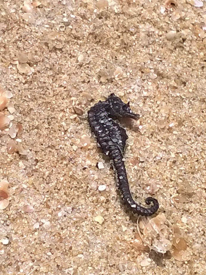 Ich habe vorher noch nie ein Seepferdchen gesehen. Aber am Strand der Halbinsel Tróia haben wir ein gefunden. Und zahlreiche Muscheln